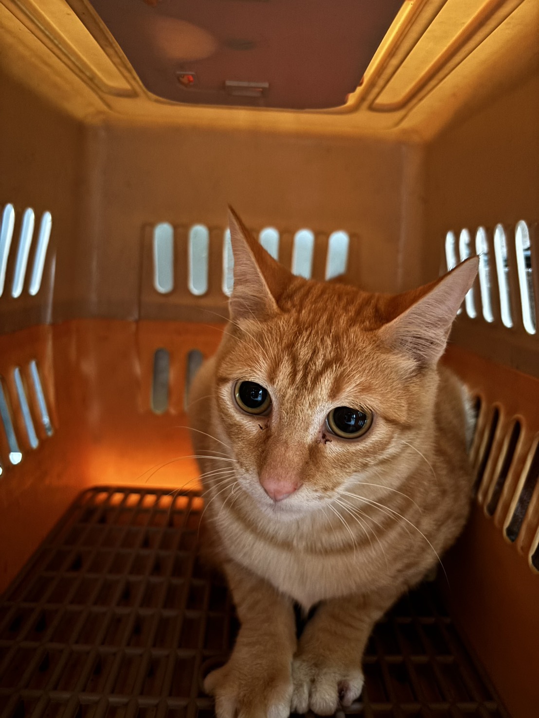 Photo of No. AAAHG1150309008, Adult · Male · Medium · Mixed breed