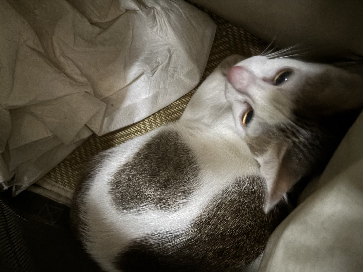 Photo of No. AAAHG1150309009, Young · Male · Medium · Mixed breed