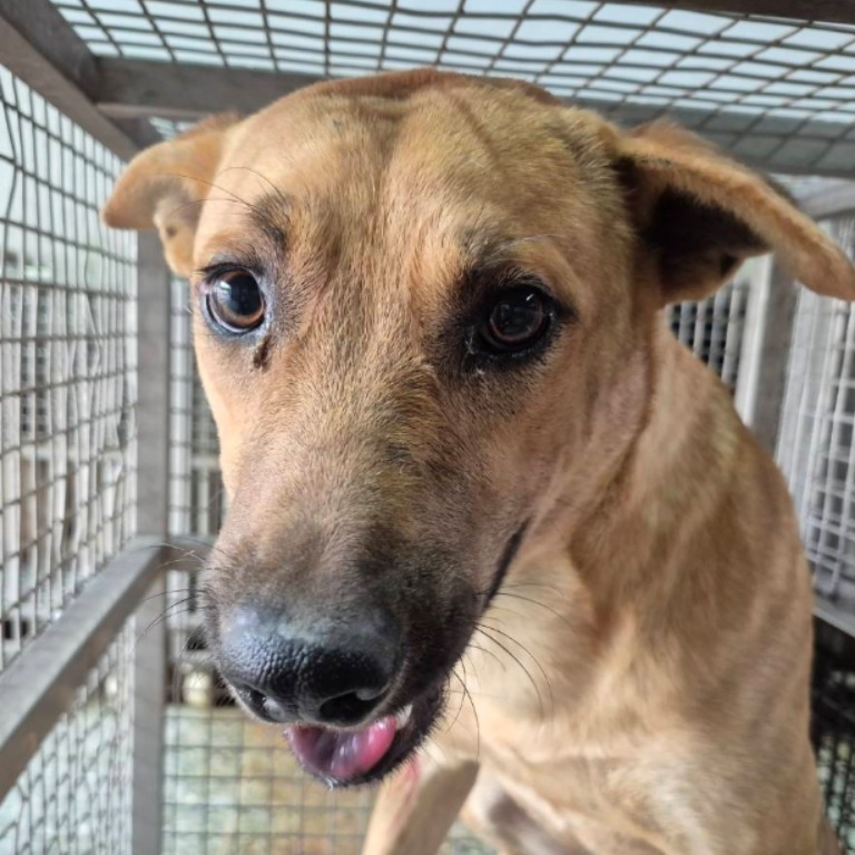 Photo of No. S150309-15, Adult · Male · Medium · Mixed breed