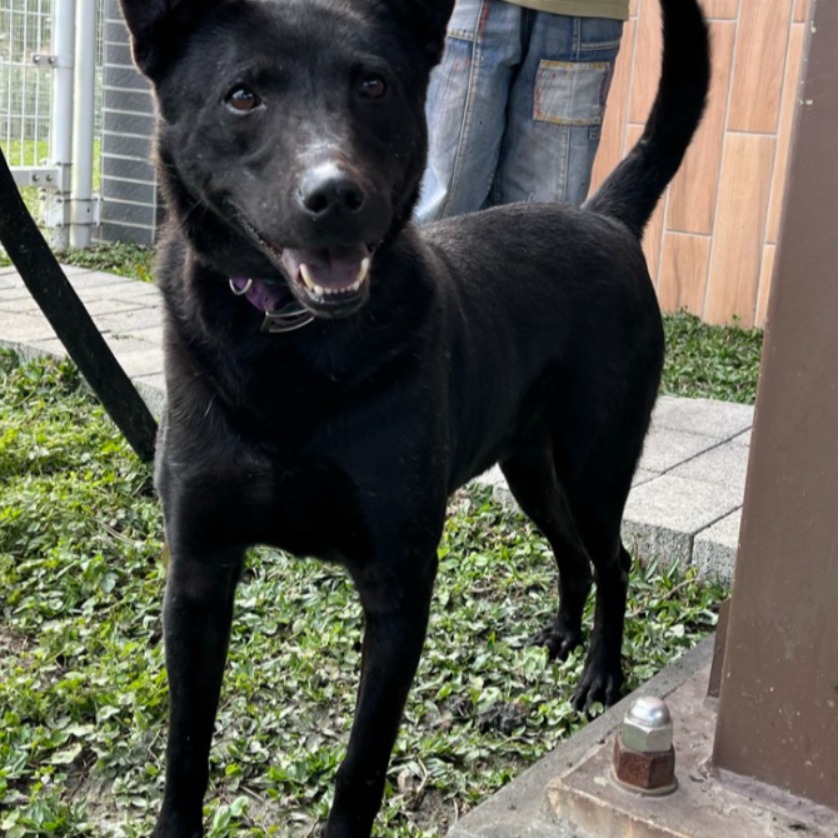 Photo of No. AAAGG1150310001, Adult · Male · Large · Mixed breed