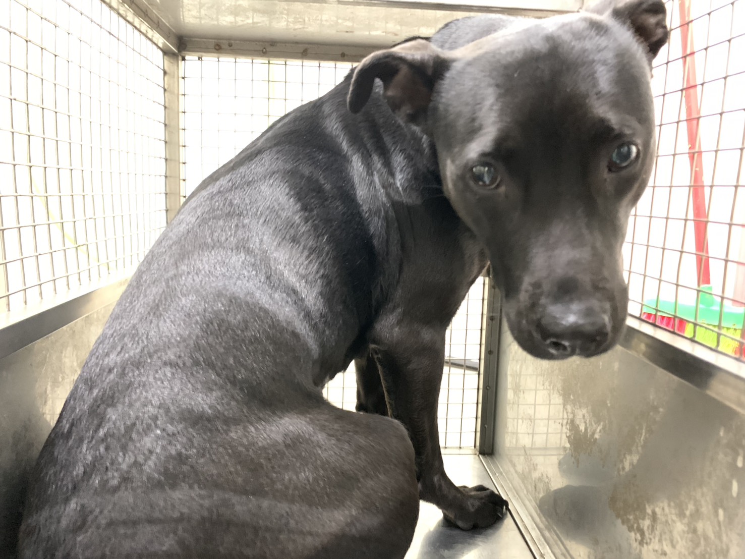 Black-and-white adult female mixed-breed dog, Medium, shelter no. …1002