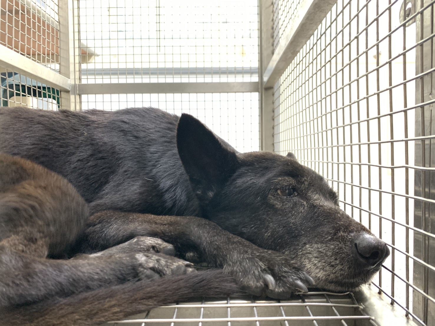 Black adult female mixed-breed dog, Medium, shelter no. …1003