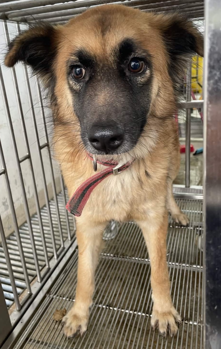 Photo of No. OAAAG1150310005, Adult · Male · Medium · Mixed breed