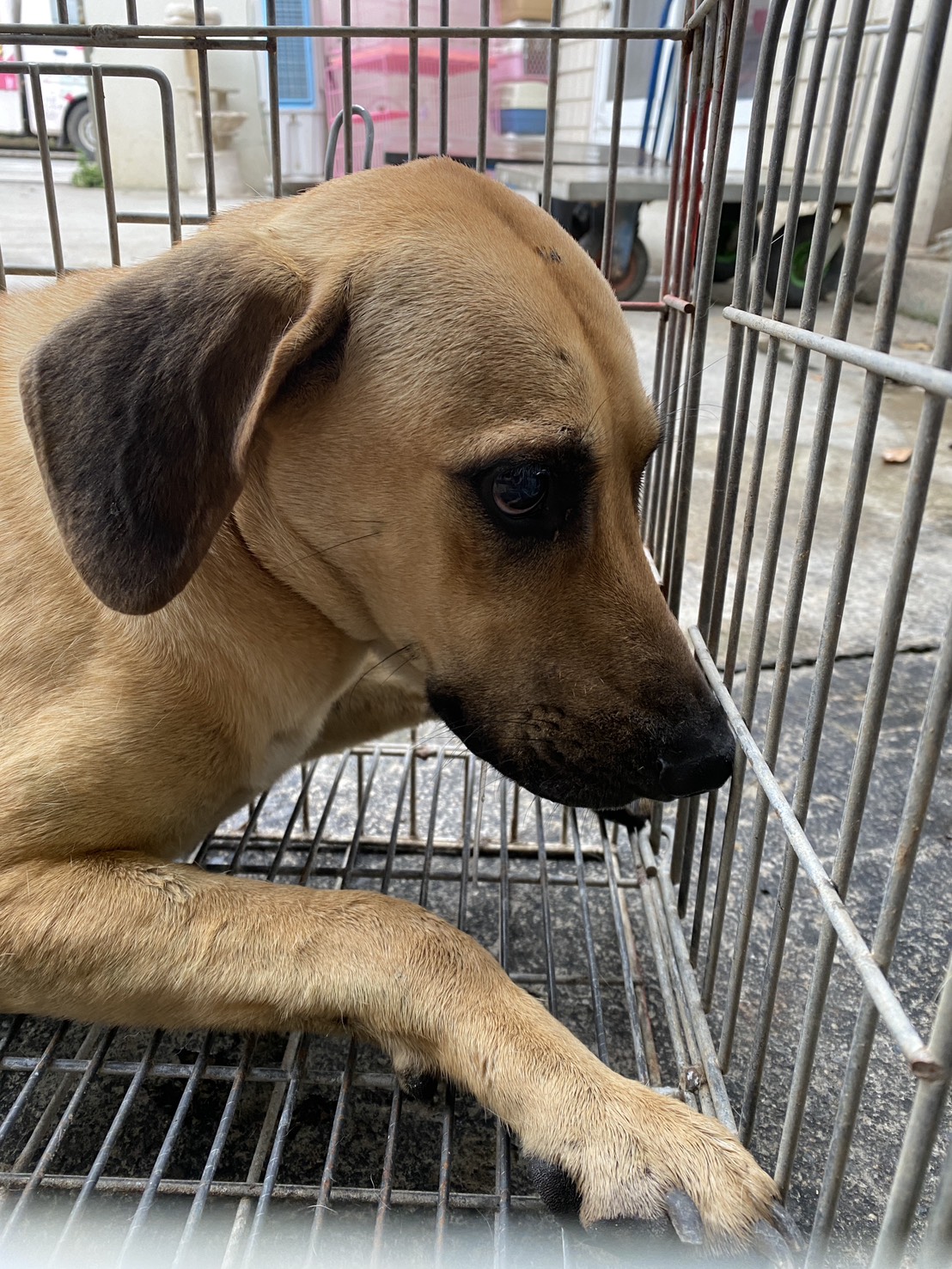 Photo of No. S150310-23, Adult · Male · Medium · Mixed breed