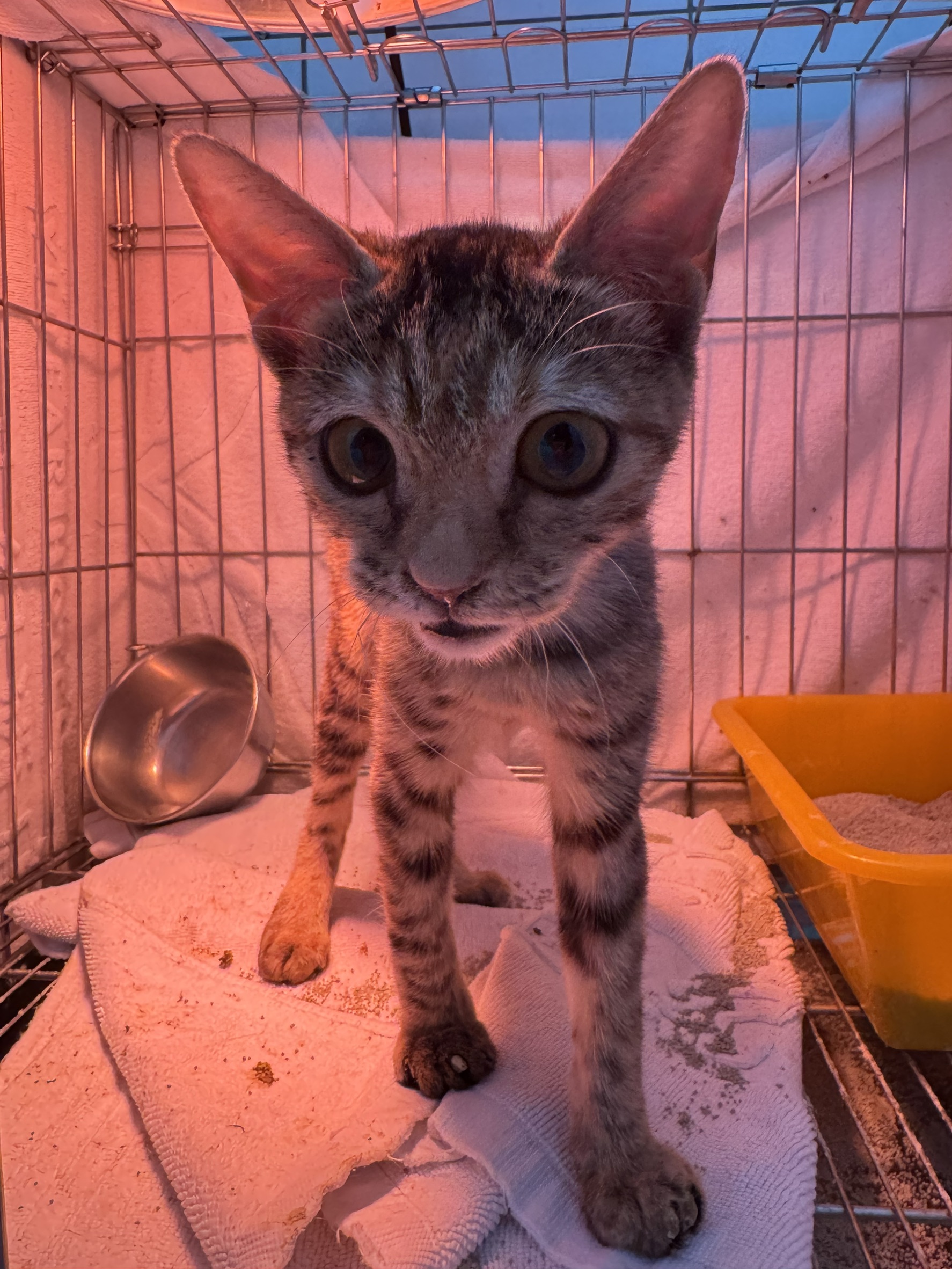 Tabby young female mixed-breed cat, Small, shelter no. …1001