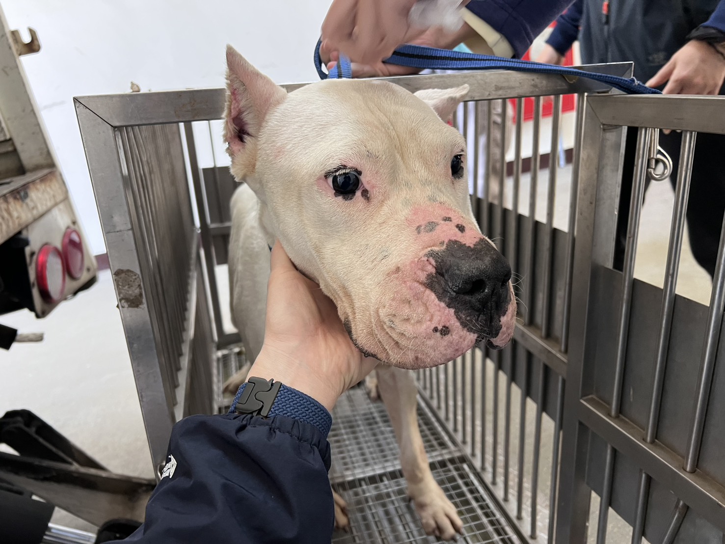 White adult female Dogo Argentino, Large, shelter no. …1001