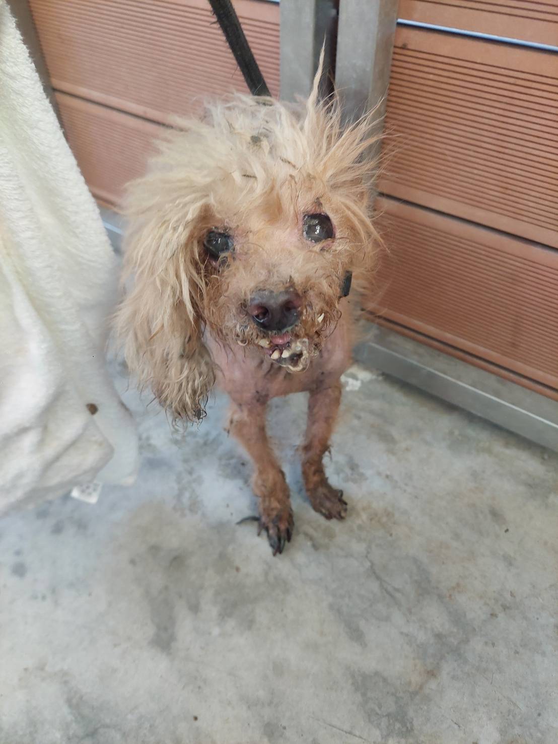 Photo of No. AAAHG1150311002, Adult · Female · Small · poodle