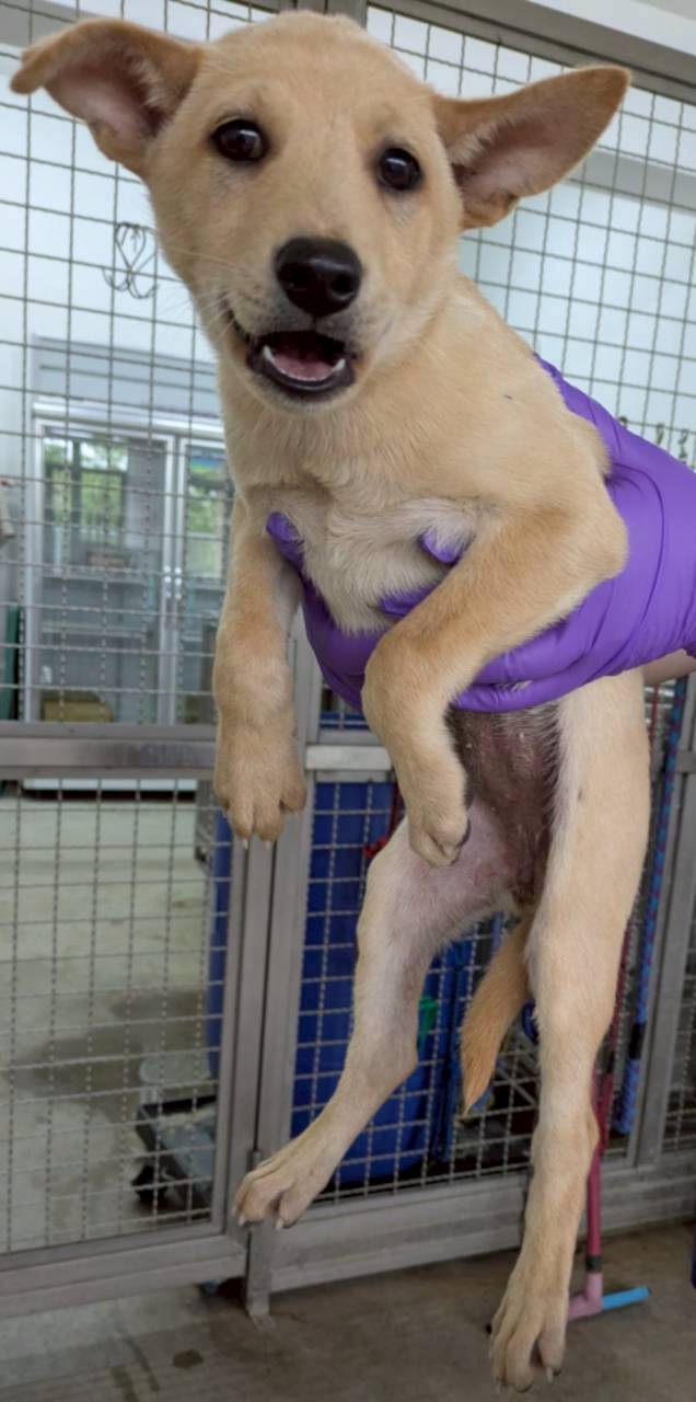 Tan-and-white young female mixed-breed dog, Medium, shelter no. …2002