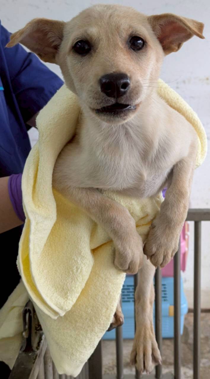 Tan-and-white young female mixed-breed dog, Medium, shelter no. …2003