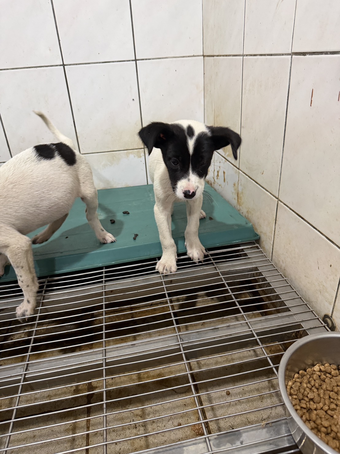 Photo of No. S150612-66, Young · Female · Small · Mixed breed