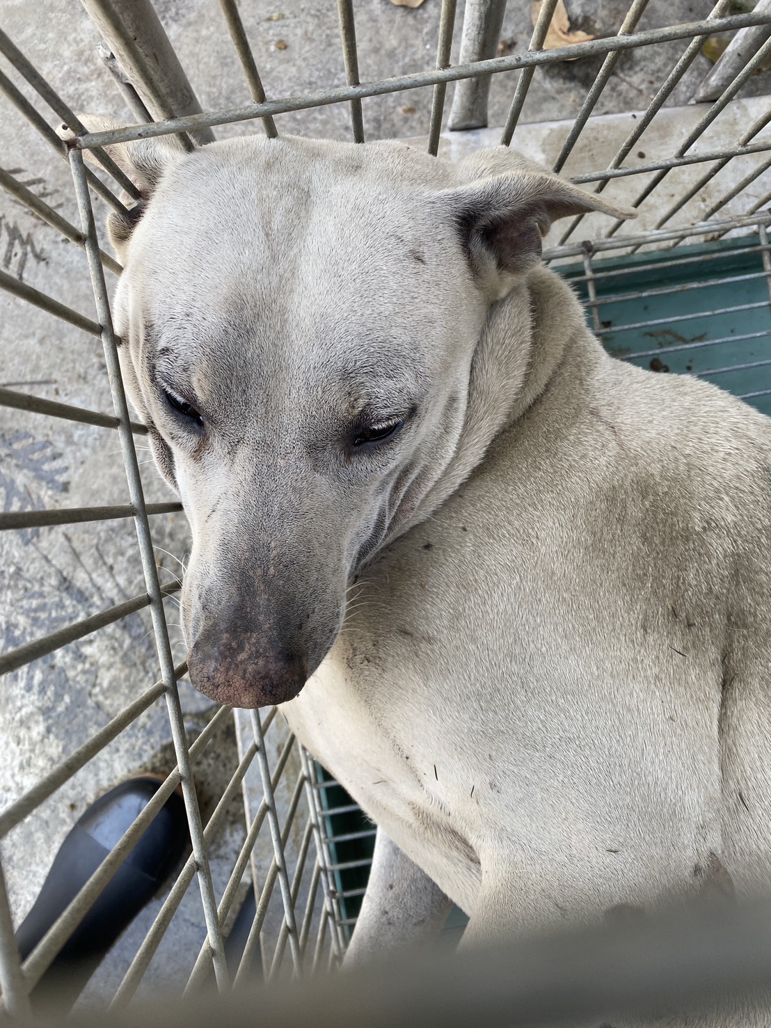 Photo of No. S150313-07, Adult · Male · Medium · Mixed breed