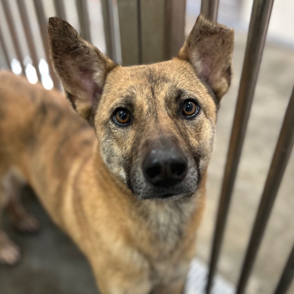 Photo of No. PAAAG1130314017, Adult · Male · Large · Mixed breed