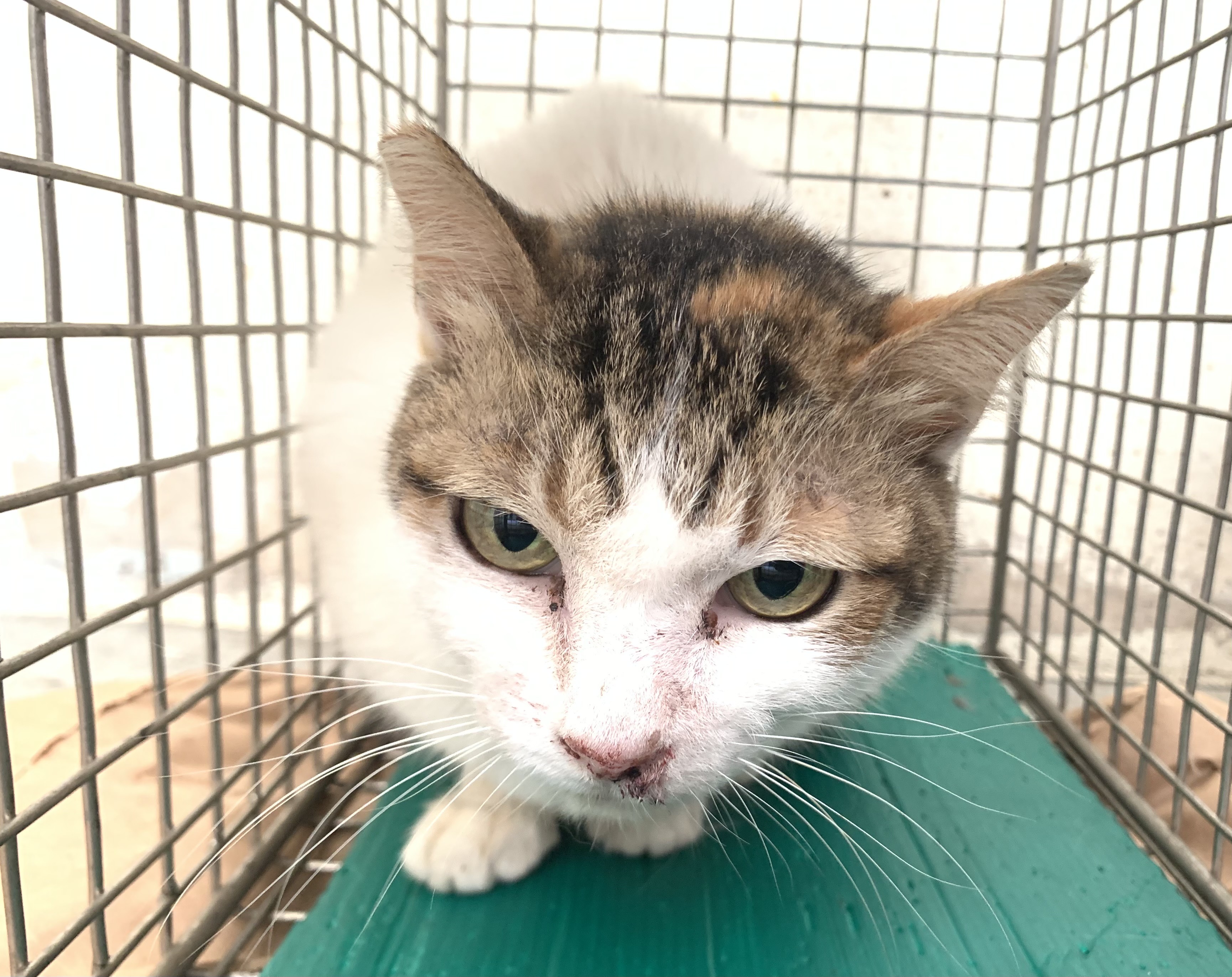 Photo of No. VAAAG115031401, Adult · Female · Small · Mixed breed