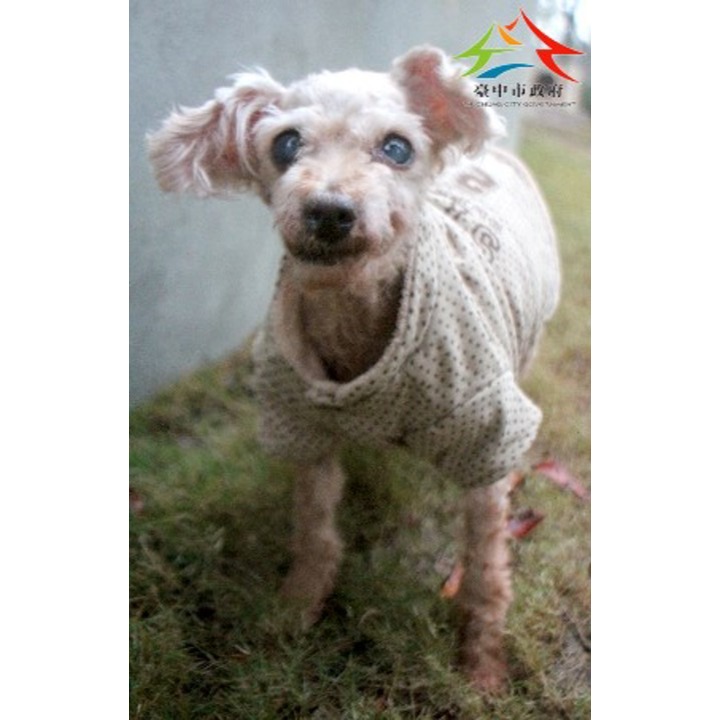 Brown adult female mixed-breed dog, Medium, shelter no. …6005