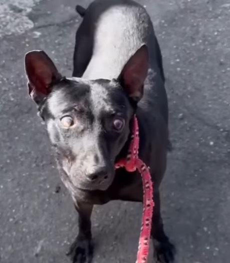 Photo of No. AAACG1150317001, Adult · Female · Medium · Mixed breed
