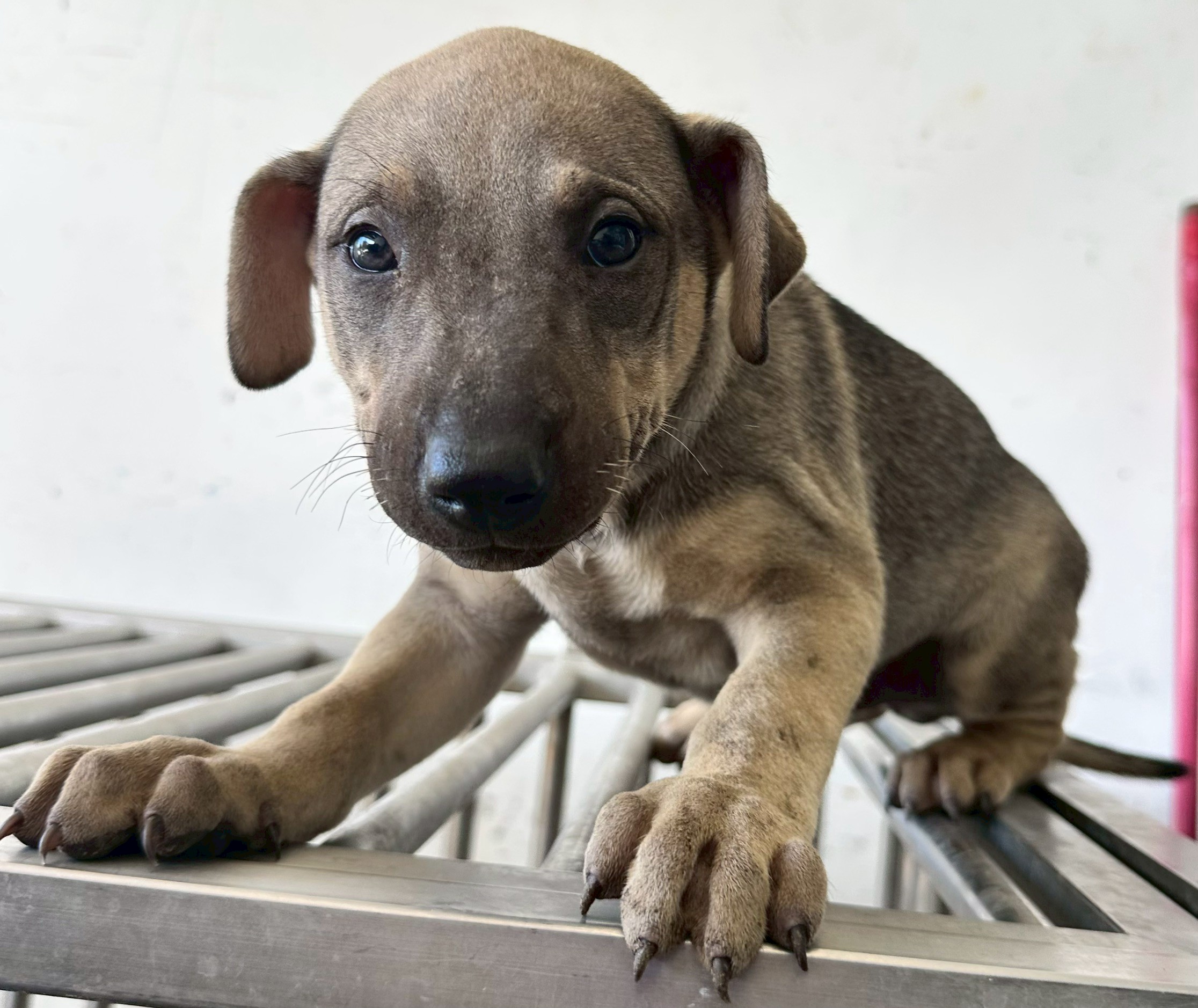 Photo of No. OAAAG1150318003, Young · Male · Medium · Mixed breed
