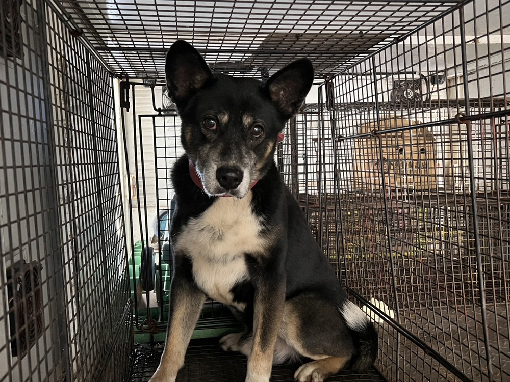 Photo of No. CAAAG1150318001, Adult · Male · Medium · Mixed breed