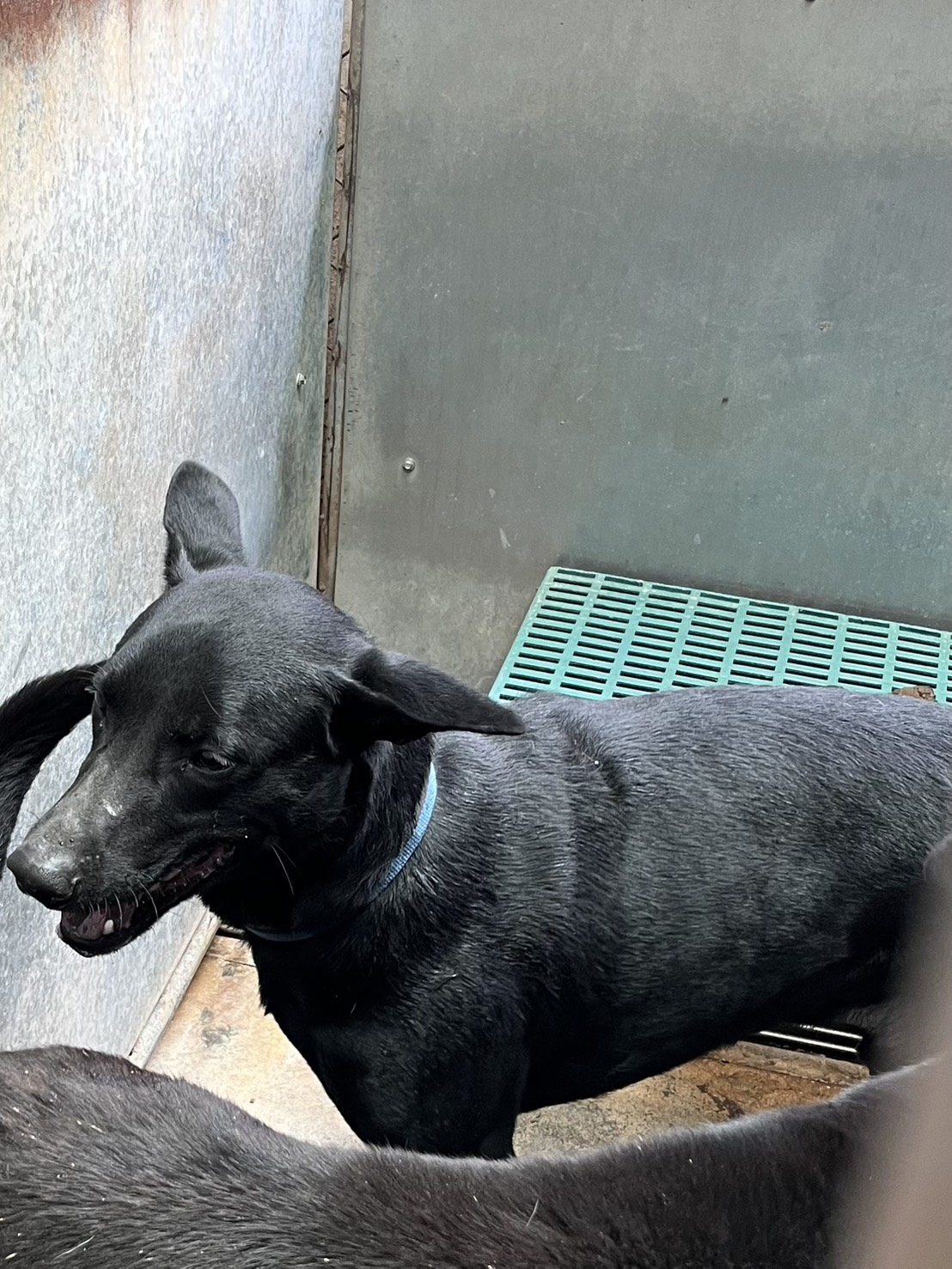 Black adult male mixed-breed dog, Medium, shelter no. …9003