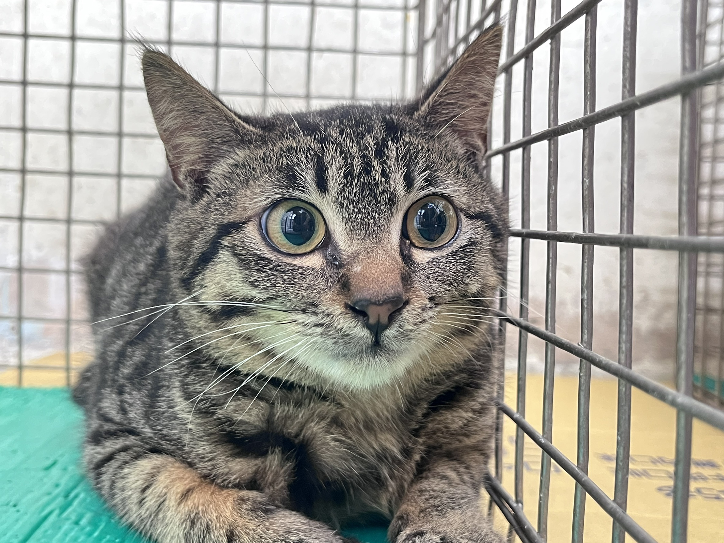 Photo of No. VAAAG115031901, Young · Male · Medium · Mixed breed