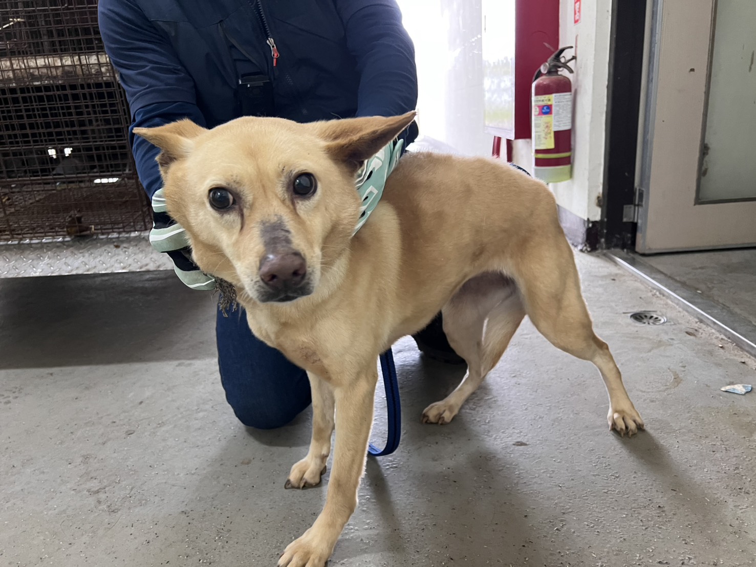 Photo of No. CAAAG1150319004, Adult · Female · Medium · Mixed breed