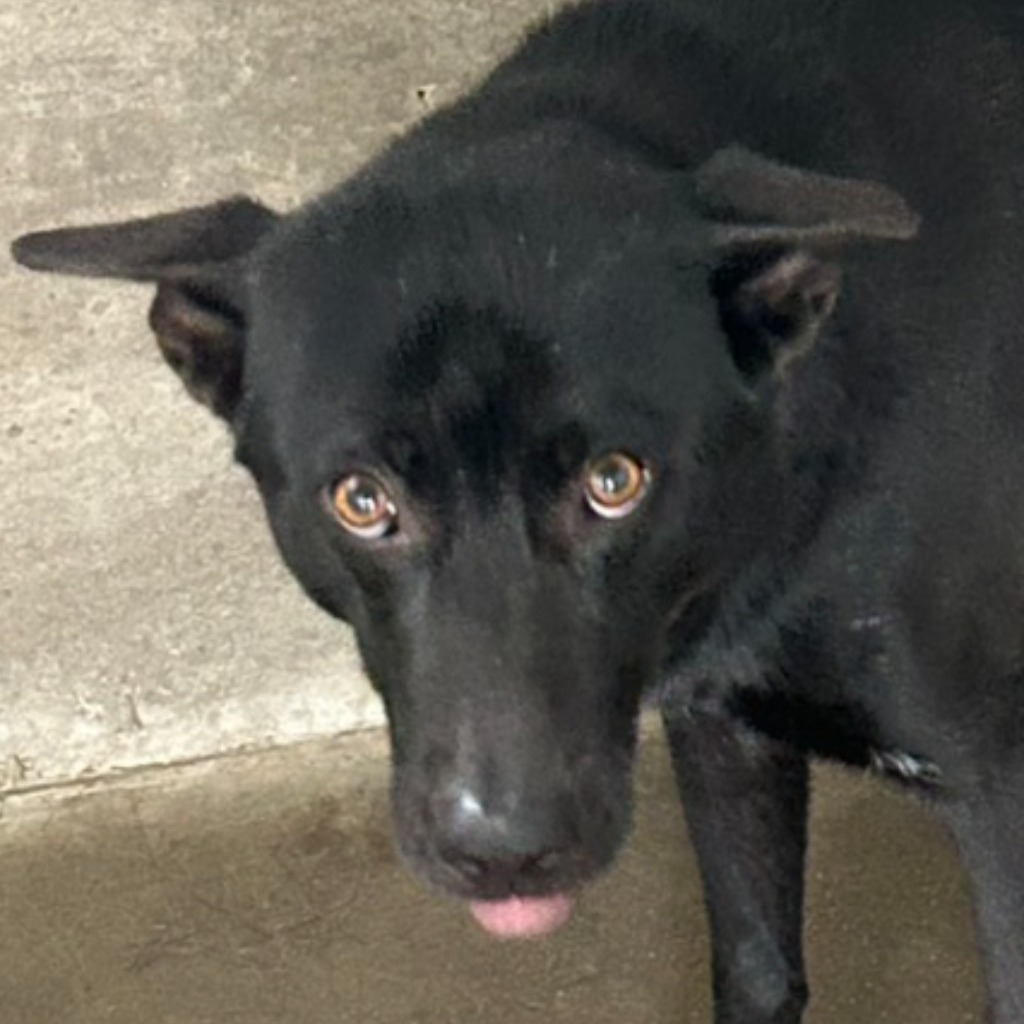Photo of No. PAAAG1150317015, Adult · Male · Large · Mixed breed