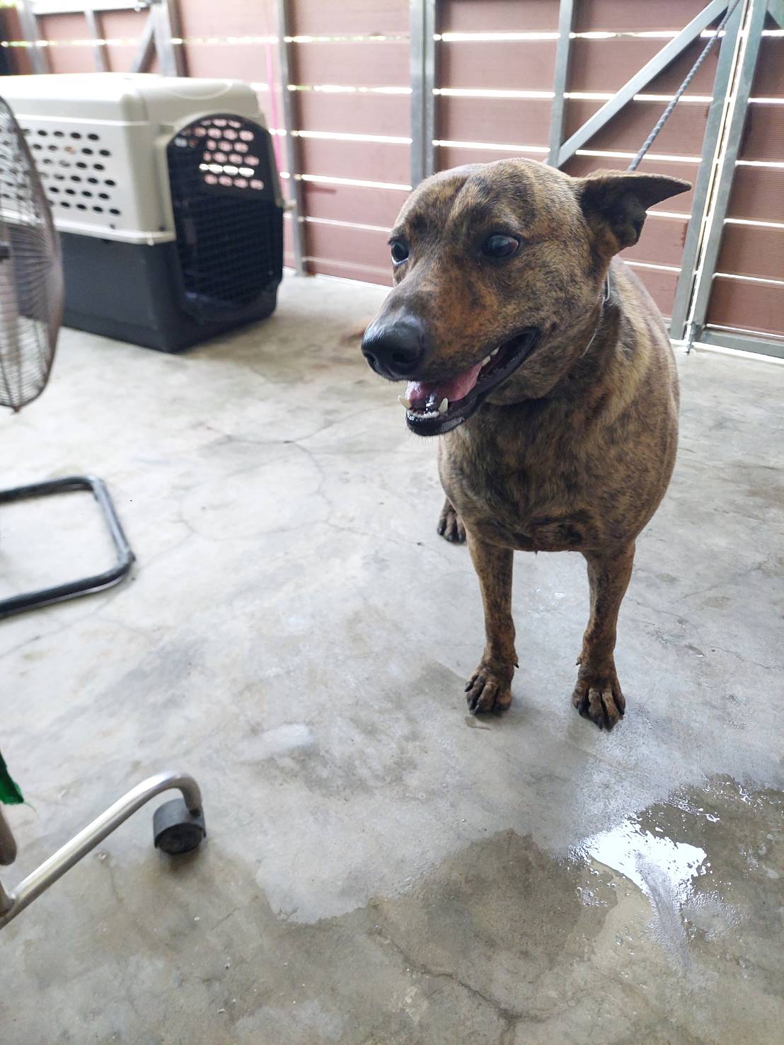 Tabby adult male mixed-breed dog, Medium, shelter no. …3002