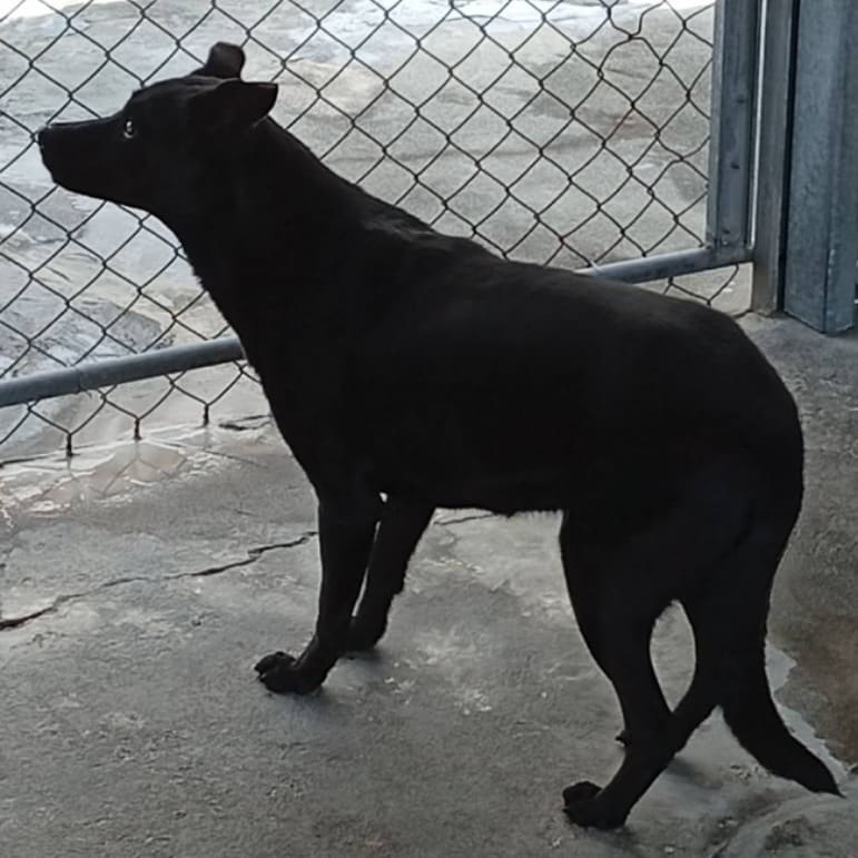 Photo of No. 110-H065D, Adult · Male · Large · Mixed breed