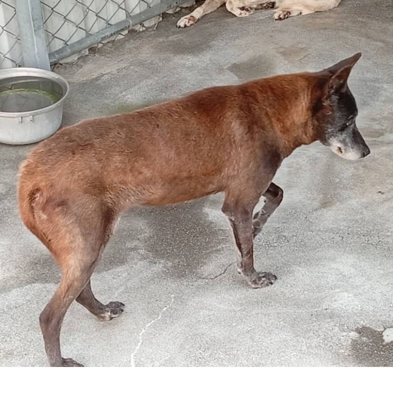 Black adult female mixed-breed dog, Large, shelter no. …023D