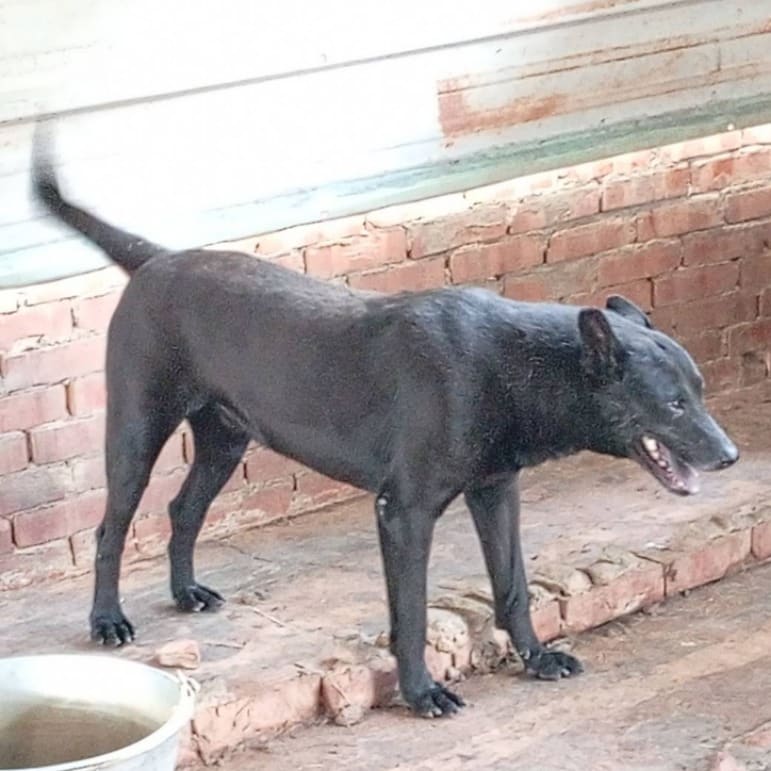 Photo of No. 113-H015D, Adult · Male · Large · Mixed breed