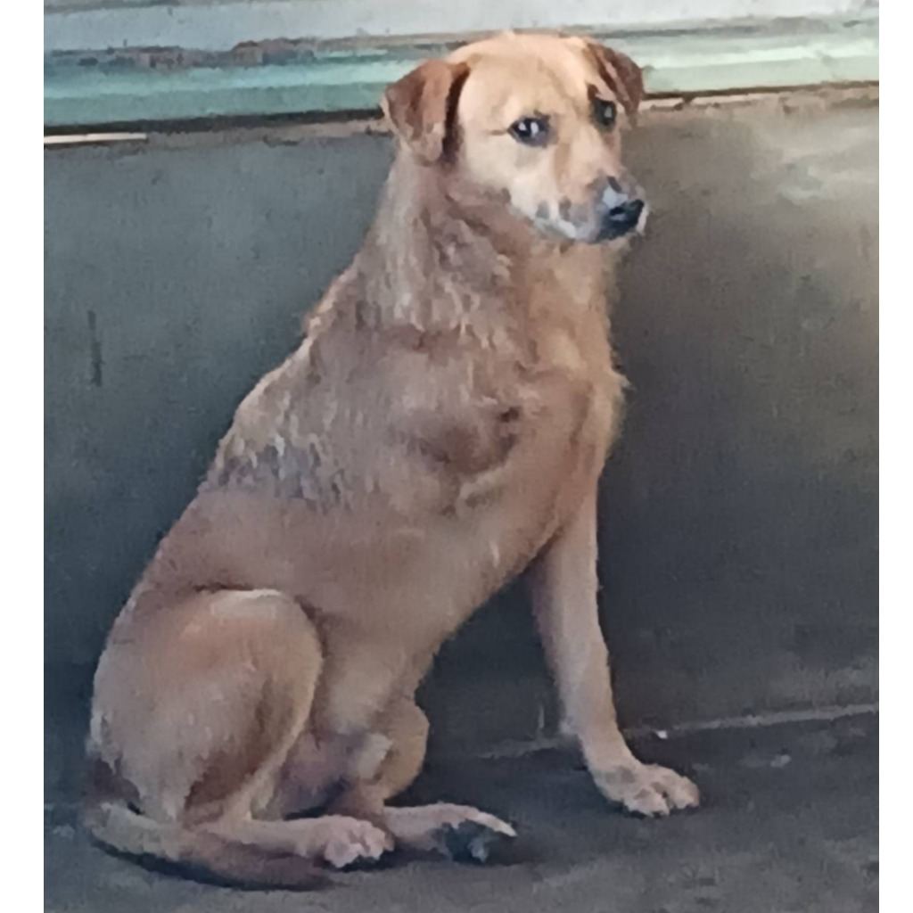 Photo of No. 113-H006D, Adult · Male · Medium · Mixed breed