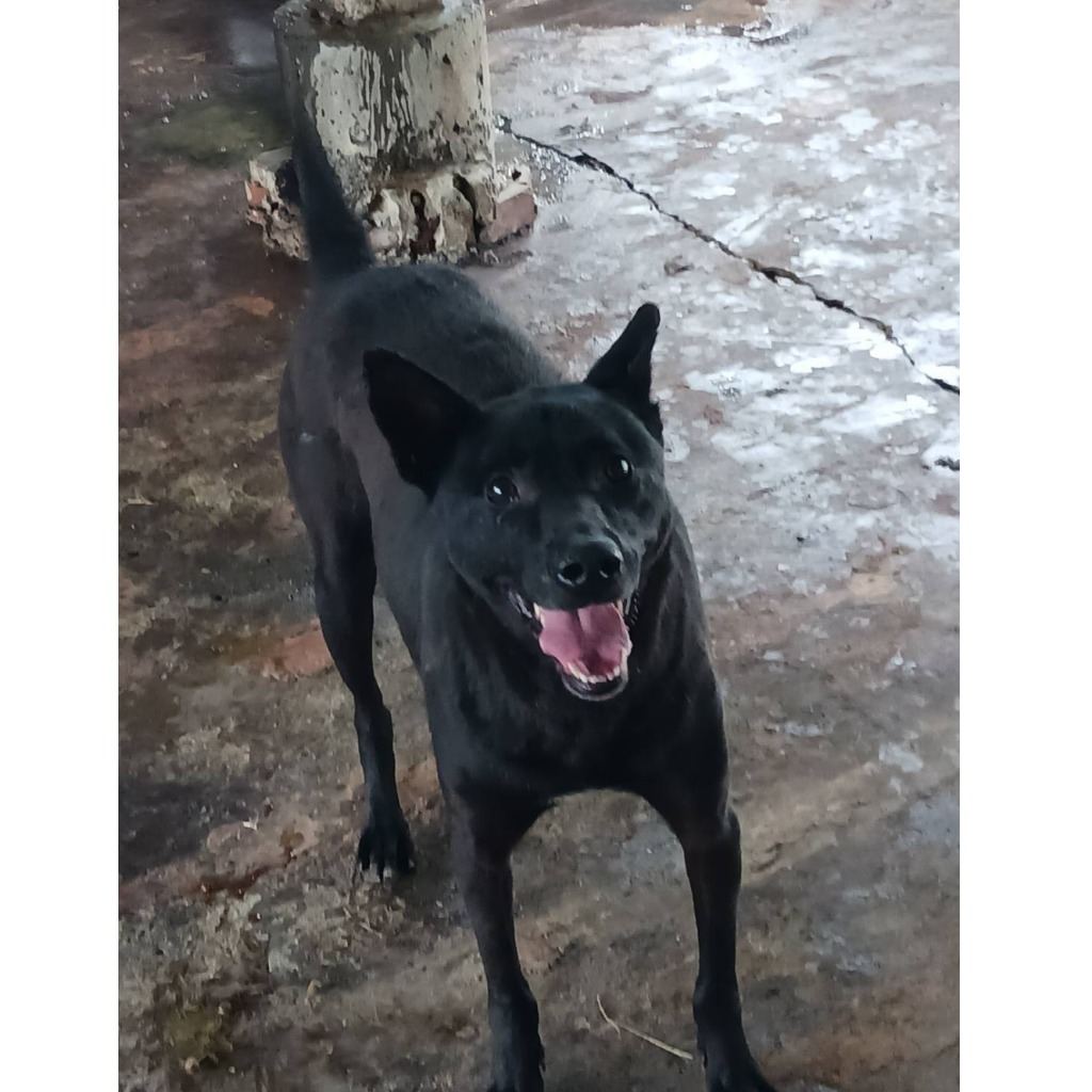 Black adult male mixed-breed dog, Large, shelter no. …054D
