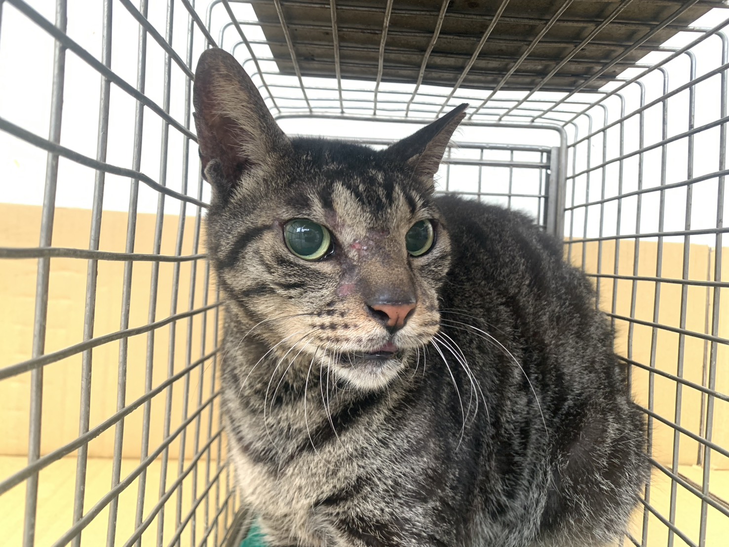 Tabby adult male mixed-breed cat, Small, shelter no. …2502