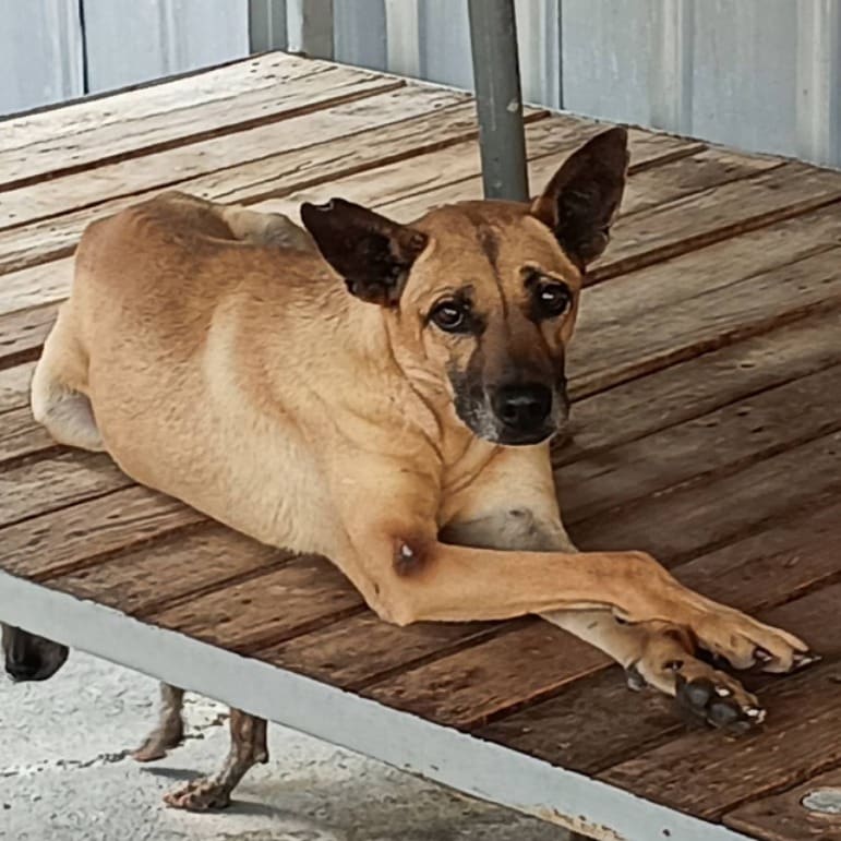 Photo of No. 107-E005D, Adult · Male · Large · Mixed breed