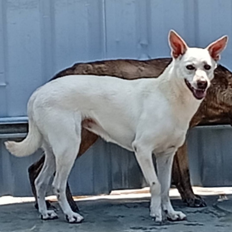 White female mixed-breed dog, Large, shelter no. …068D