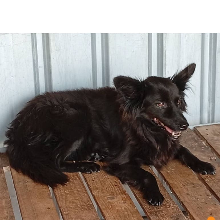 Black adult female mixed-breed dog, Large, shelter no. …002D