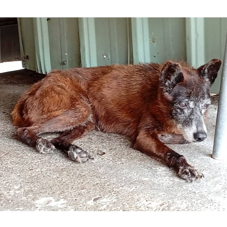 Black adult female mixed-breed dog, Large, shelter no. …055D