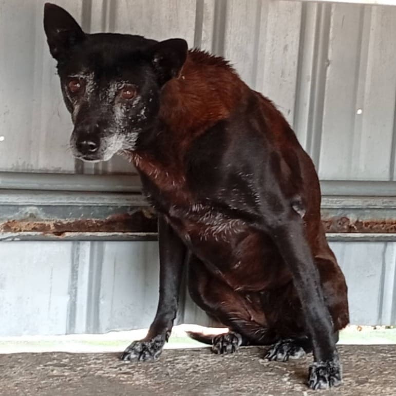 Photo of No. 106-E087D, Adult · Female · Large · Mixed breed