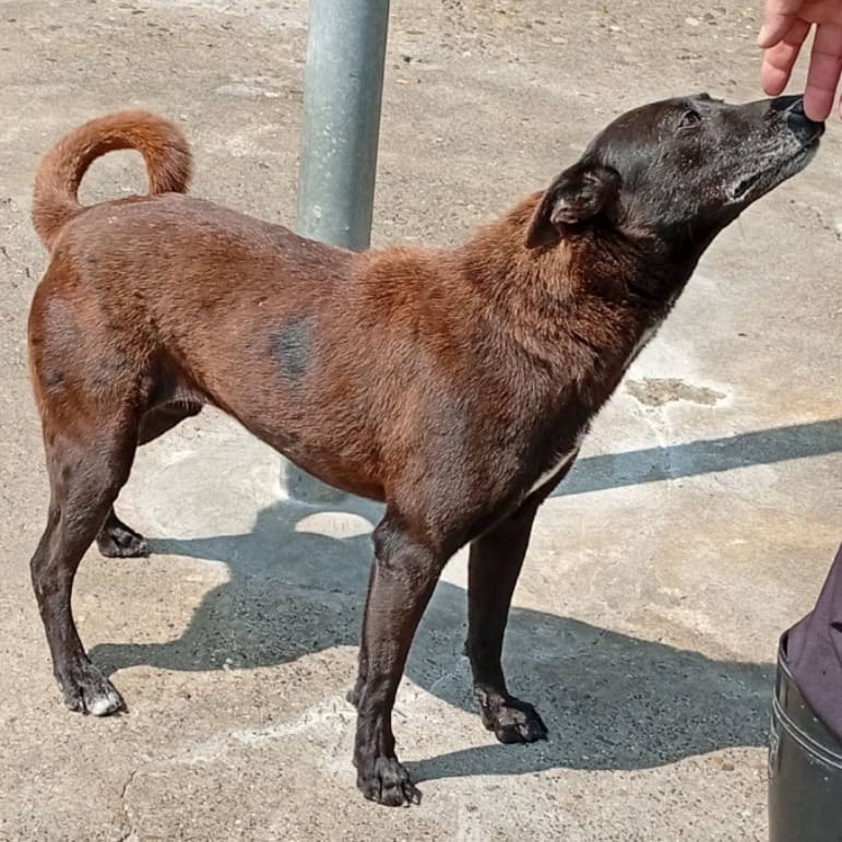 Photo of No. 106-S047D, Adult · Female · Large · Mixed breed