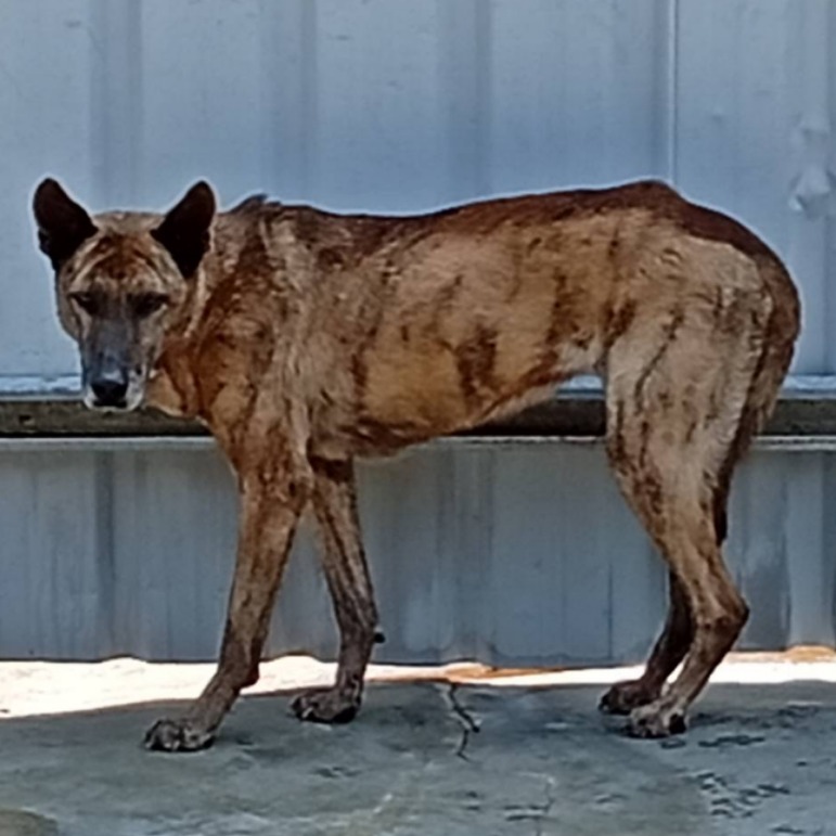 Black-and-brown female mixed-breed dog, Large, shelter no. …022D