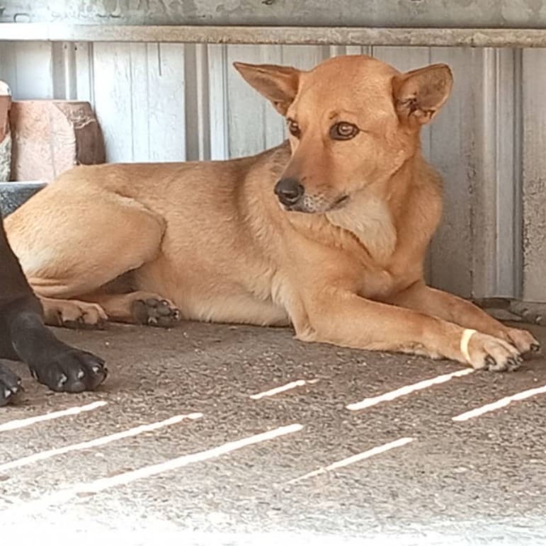 Photo of No. 109-H057D, Adult · Female · Large · Mixed breed