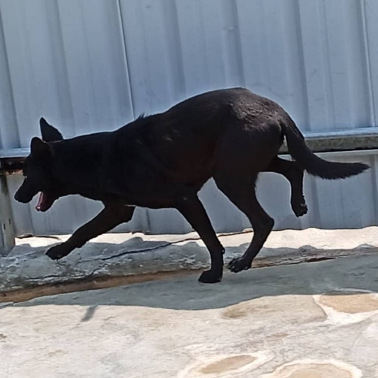 Photo of No. 109-H054D, Adult · Male · Large · Mixed breed