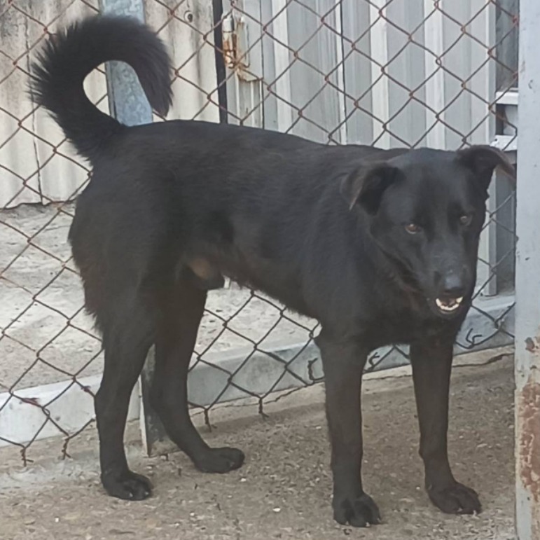 Black adult male mixed-breed dog, Large, shelter no. …057D
