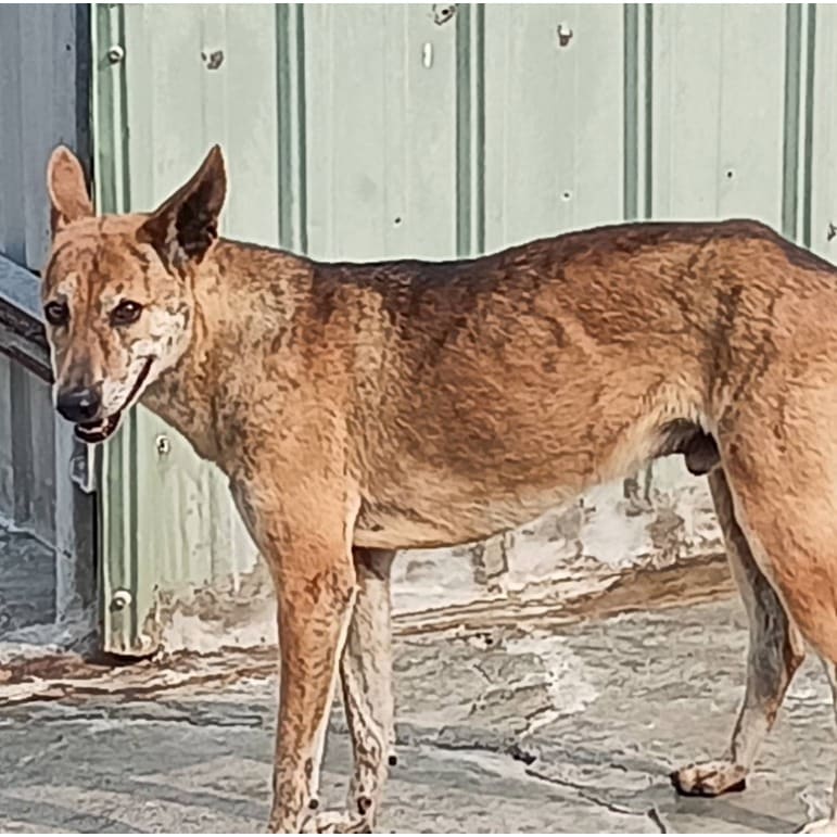 Black-and-tan young male mixed-breed dog, Large, shelter no. …057D