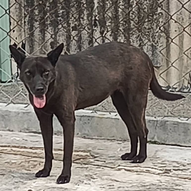 Black adult female mixed-breed dog, Large, shelter no. …011D
