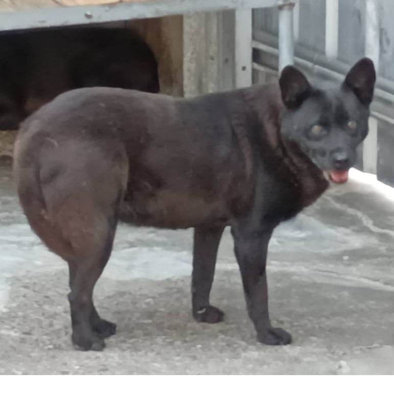 Photo of No. 106-B055D, Adult · Female · Large · Mixed breed