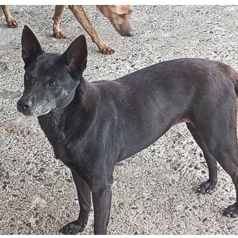 Black adult female mixed-breed dog, Large, shelter no. …007D