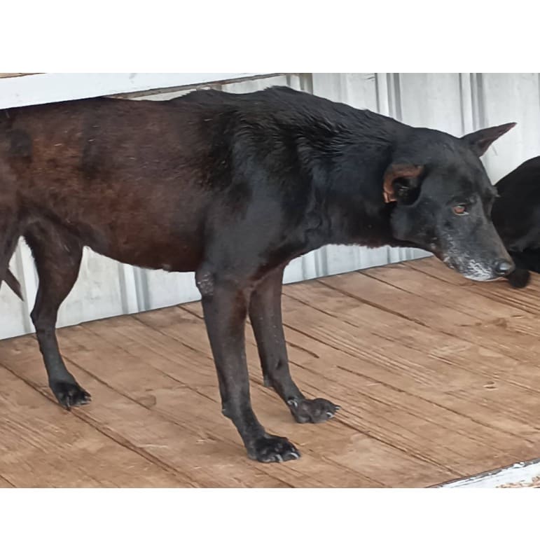 Photo of No. 109-M006D, Adult · Female · Large · Mixed breed