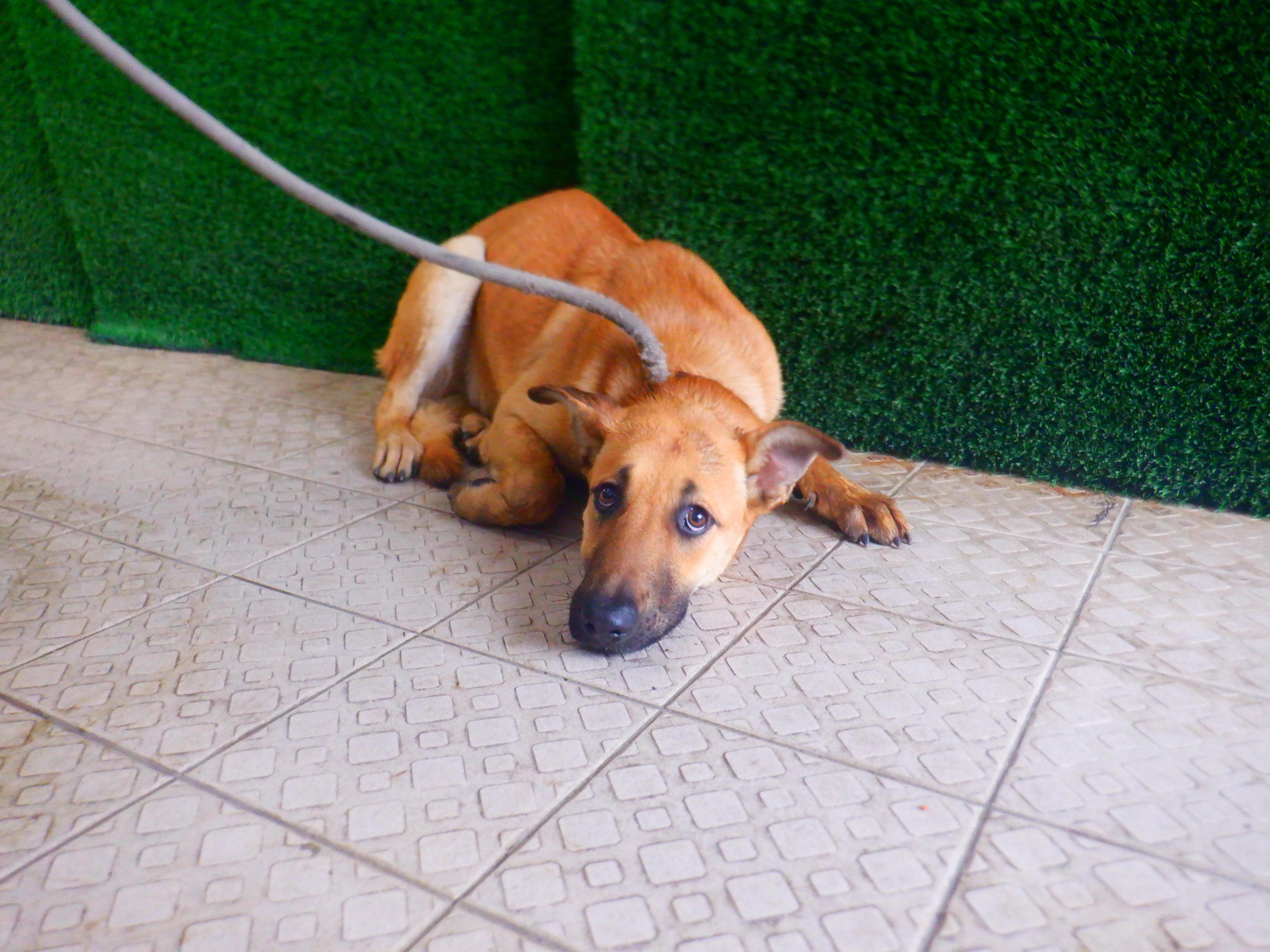 Photo of No. HAAAG1150326710, Adult · Female · Medium · Mixed breed