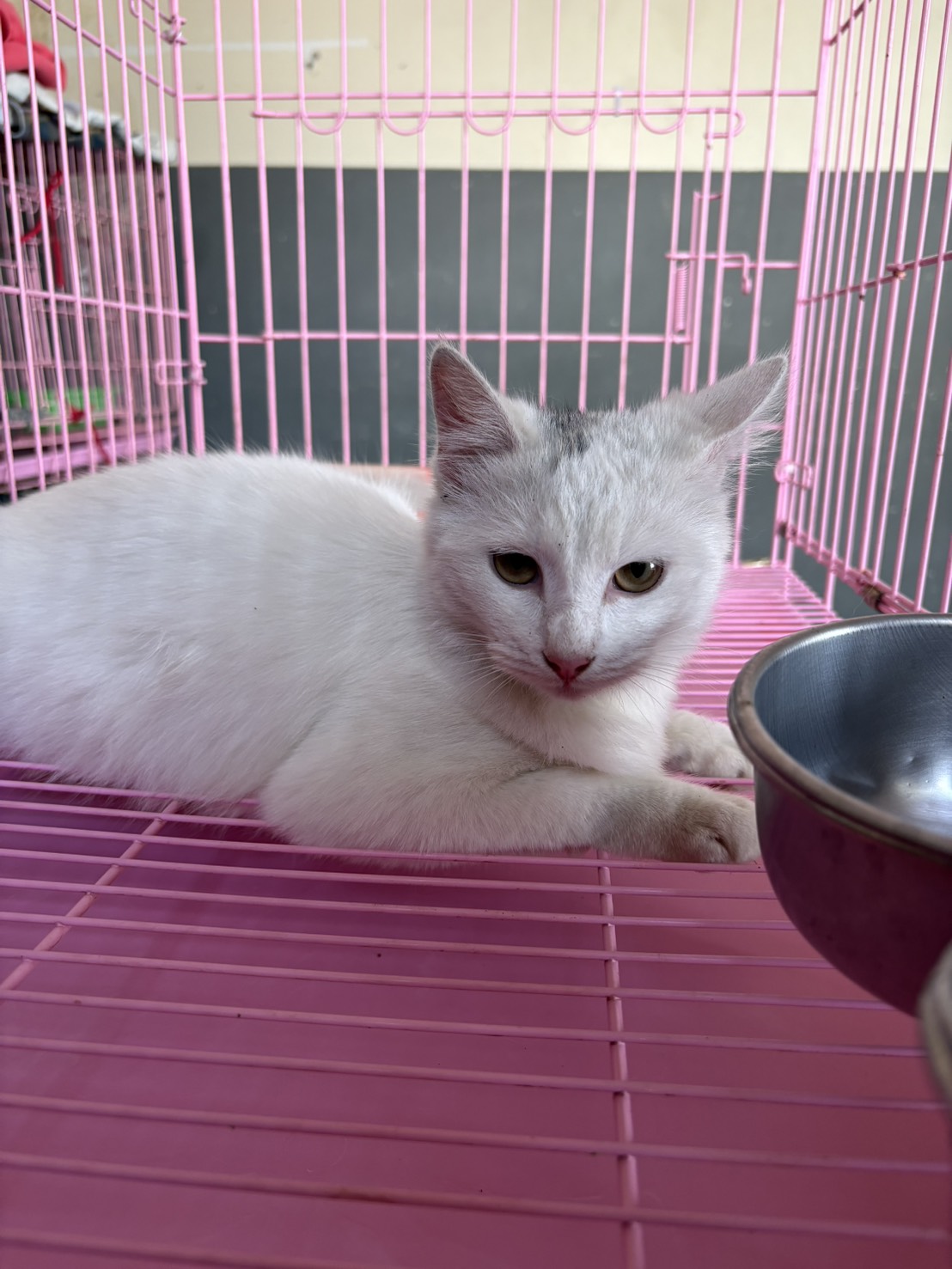 Photo of No. NAAAG1150327004, Adult · Female · Medium · Mixed breed