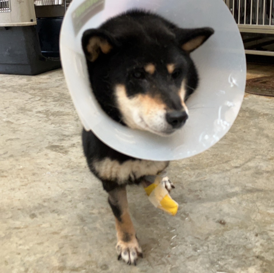Photo of No. AAACG1150327001, Adult · Female · Small · Shiba Inu